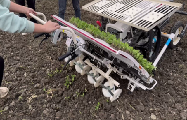 大陆大棚油菜移栽