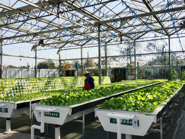 無(wú)土栽培海綿：打破土壤限制的未來(lái)農(nóng)業(yè)