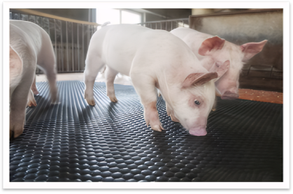 Fceb837d3ad770482b1f4154e73f8f2e