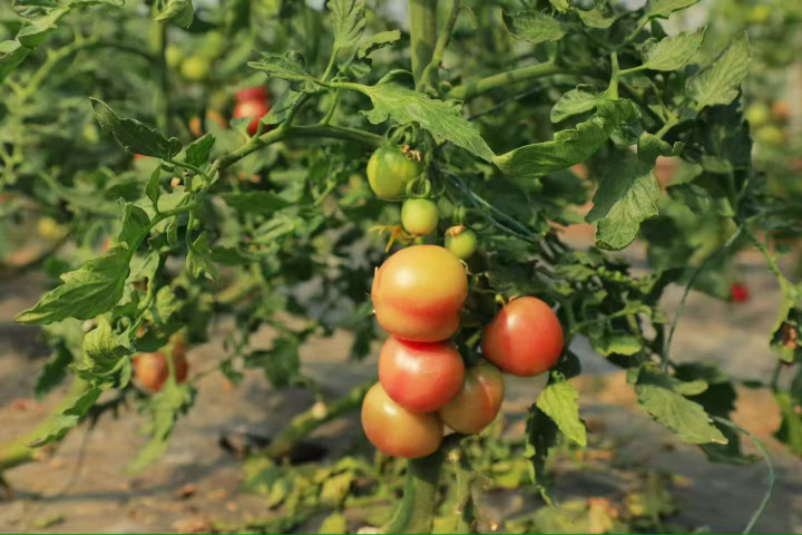 有哪些龍珠小番茄企業(yè),龍珠小番茄