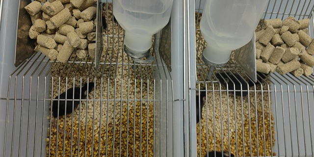 陜西動物實驗外包要多少錢,動物實驗外包