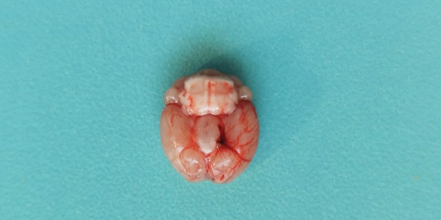 鄭州技術(shù)動(dòng)物實(shí)驗(yàn)外包