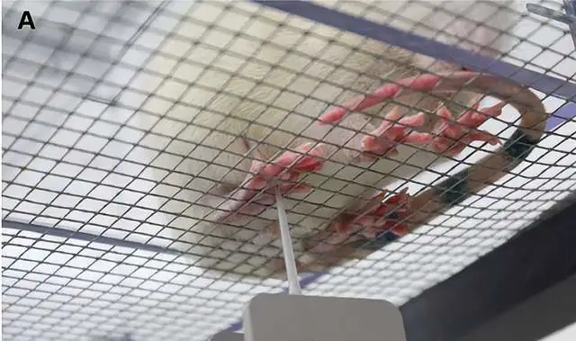 福州轉棒實驗動物行為學實驗市場價