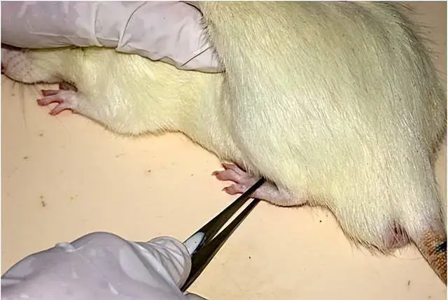 江蘇水迷宮動物行為學實驗咨詢