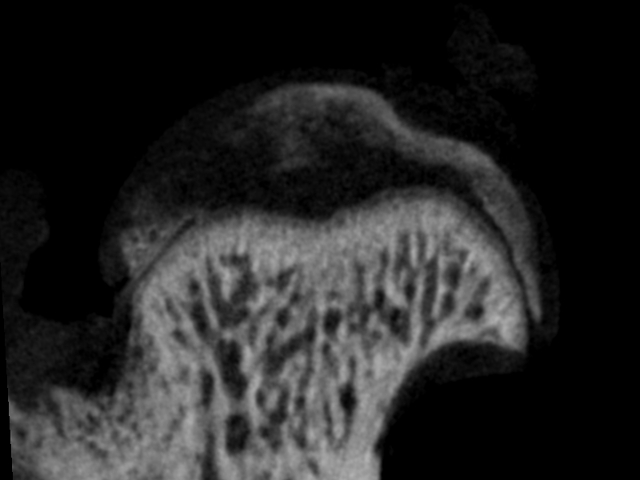 磁共振成像（MRI）小動物影像學,小動物影像學