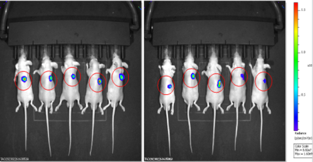 安徽Micro-CT（離體）小動(dòng)物影像學(xué)價(jià)格,小動(dòng)物影像學(xué)