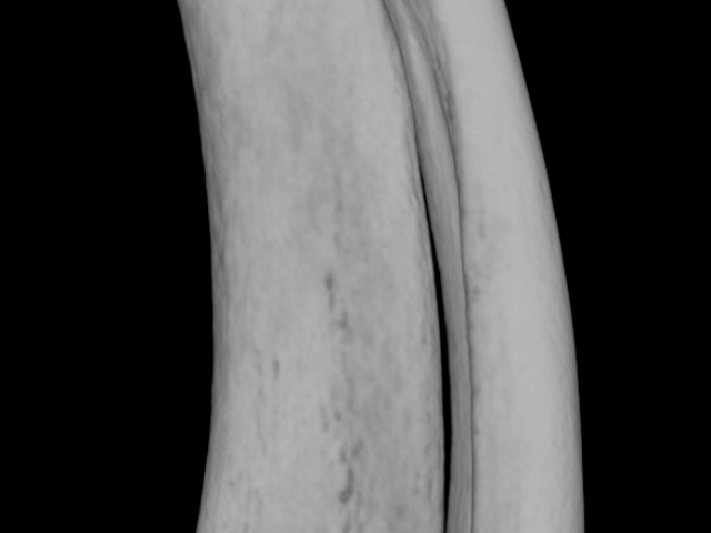 磁共振成像（MRI）小動物影像學,小動物影像學