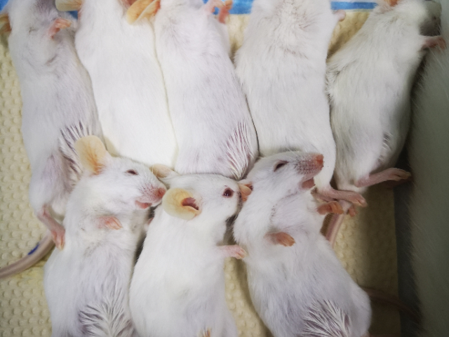 多久動物實驗外包要多少錢,動物實驗外包