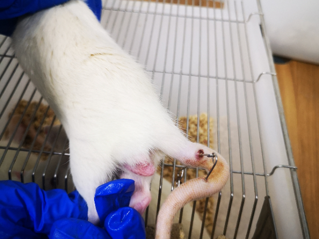 陜西多久動物實驗外包,動物實驗外包