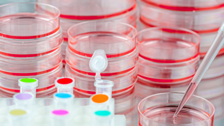 吉林Western blot（蛋白表達檢測）細胞實驗外包,細胞實驗外包