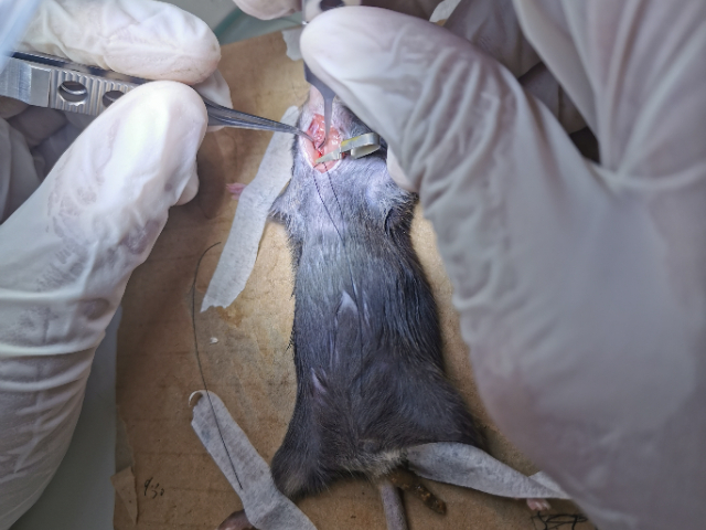 江蘇MCAO模型缺血性腦卒中動物模型MCAO模型價格