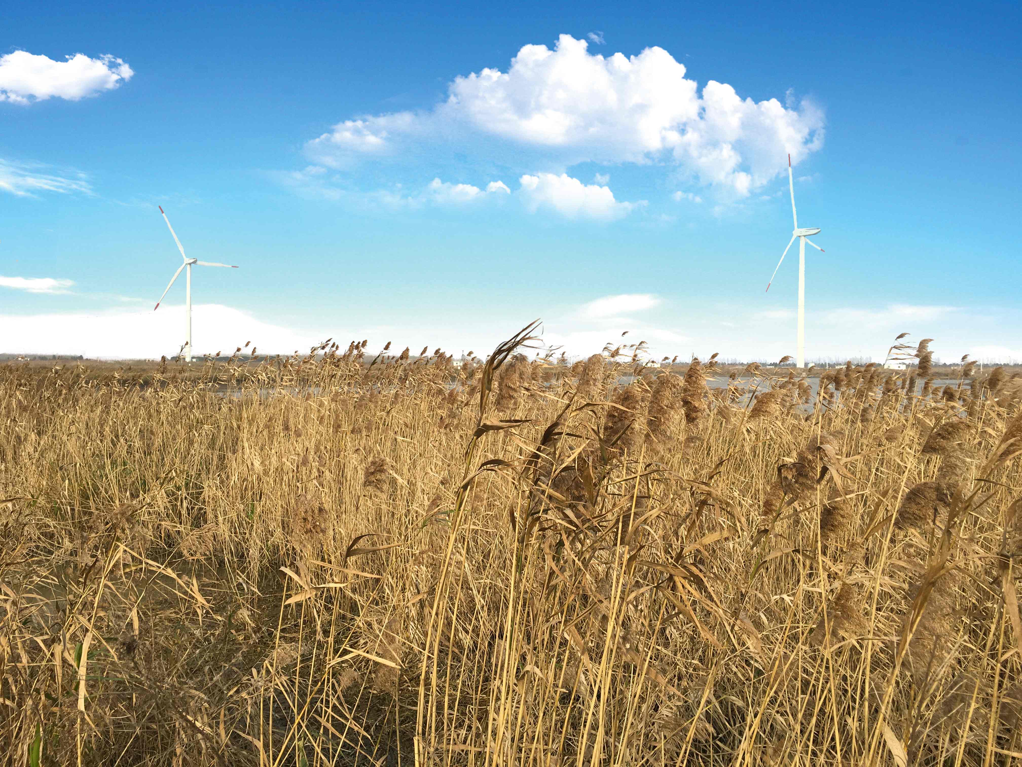 崇明大米：江南魚米之鄉的明珠