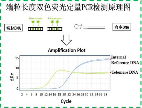 端粒长度检测试剂盒使用说明书(qPCR法)