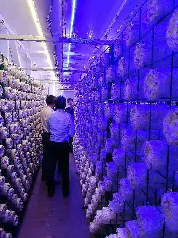 转载 |【都市农业】农业产业新装备——蘑菇方舱落地永大菌业