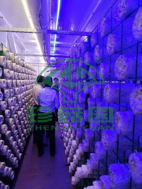蘑菇方舱落地永大菌业.jpg 蘑菇方舱落地永大菌业.jpg