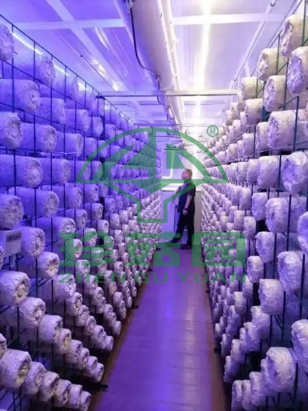 蘑菇方舱落地永大菌业.jpg 蘑菇方舱落地永大菌业.jpg