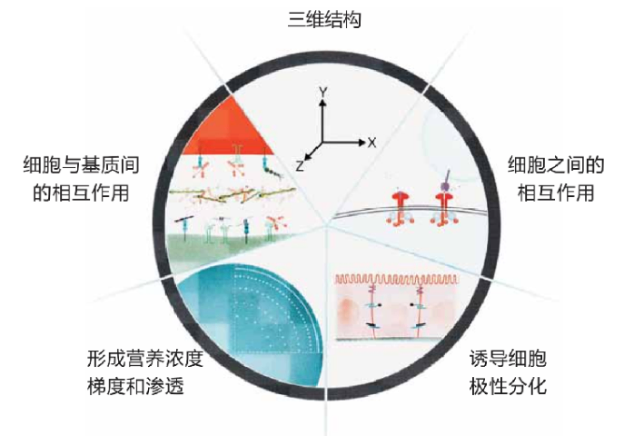 钱塘区细胞迁移与分化基质胶-类器官培养怎么试用 欢迎咨询 杭州昊鑫生物供应