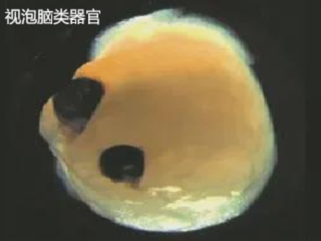 蕭山區(qū)低細(xì)胞凋亡率基質(zhì)膠-類器官培養(yǎng)性價(jià)比高 歡迎咨詢 杭州昊鑫生物供應(yīng)