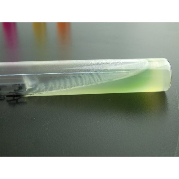大肠埃希菌[CMCC(B)44102][大肠埃希氏菌][大肠杆菌](斜面)_南京乐诊生物技术有限公司