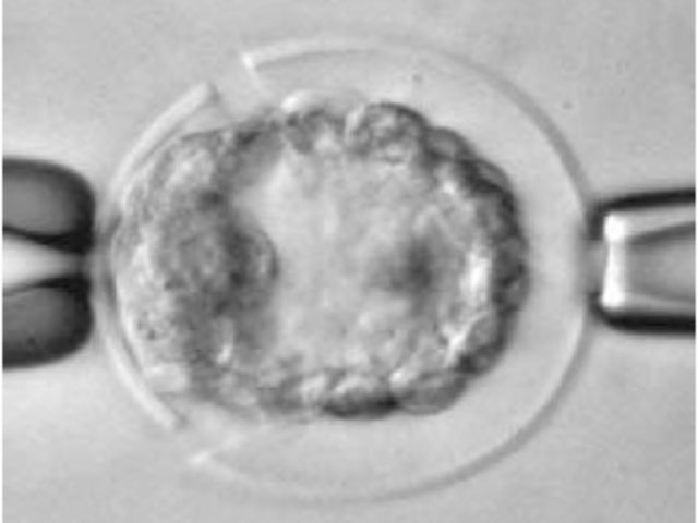 美國(guó)1460 nm激光破膜發(fā)育生物學(xué),激光破膜