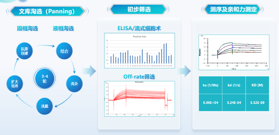 天津抗體發(fā)現(xiàn)項目合作 上海溪長生物技術供應;