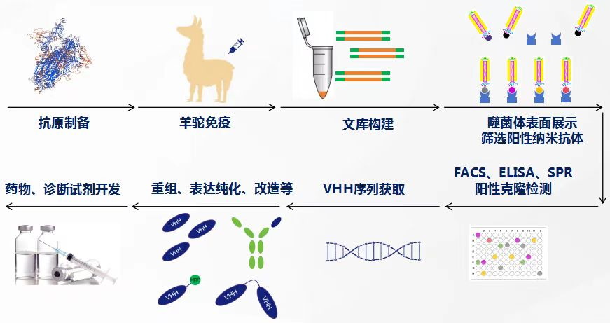 四川抗體發現方案,抗體發現
