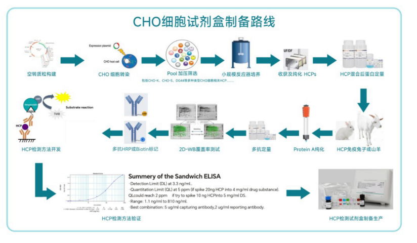 福建抗體發現?靶向開發,抗體發現