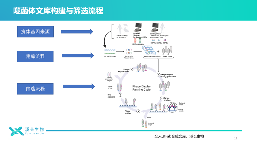 青海全人源Fab合成噬菌体文库流程,全人源Fab合成噬菌体文库