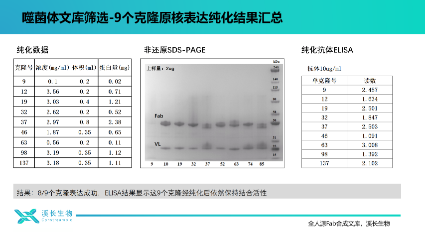 上海溪长生物全人源Fab合成噬菌体文库时间,全人源Fab合成噬菌体文库