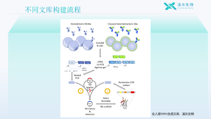 上海全人源單結(jié)構(gòu)域(VHH)合成文庫時間 上海溪長生物技術(shù)供應(yīng)