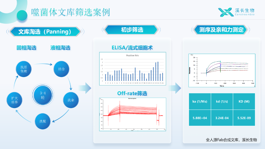上海溪长生物Fab合成文库筛选服务 上海溪长生物技术供应