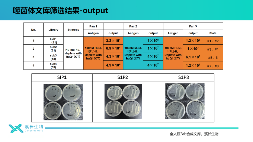 上海溪長生物噬菌體文庫篩選服務 上海溪長生物技術(shù)供應