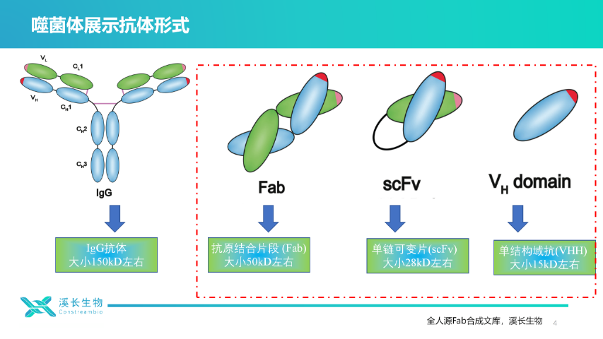 上海溪长生物全人源Fab合成噬菌体文库时间,全人源Fab合成噬菌体文库