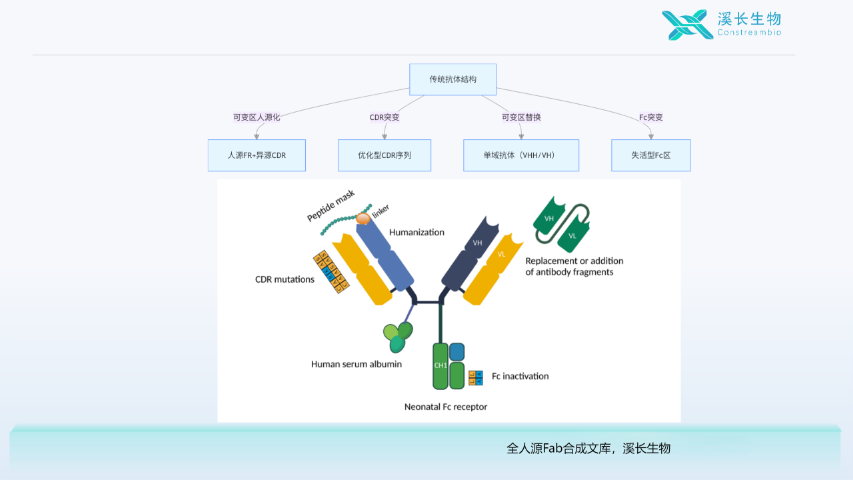 貴州合成噬菌體文庫優(yōu)勢