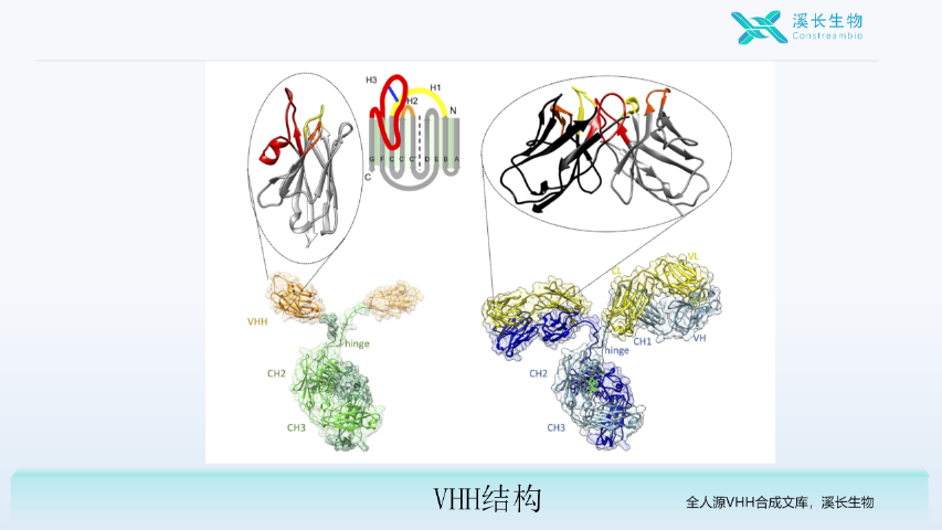 上海全人源单结构域(VHH)合成文库筛选案例 上海溪长生物技术供应