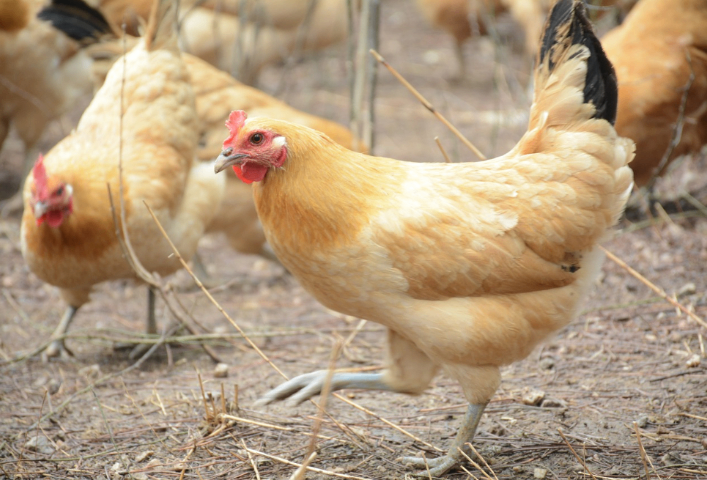 揚州水產(chǎn)農(nóng)產(chǎn)品配送聯(lián)系方式 上海勇滬農(nóng)產(chǎn)品配送供應(yīng);