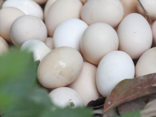 上海勇滬雜糧農產品配送供應商 上海勇滬農產品配送供應