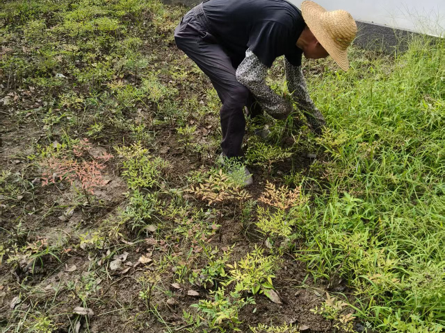 吳江區(qū)學(xué)校校園園林綠化園林公司