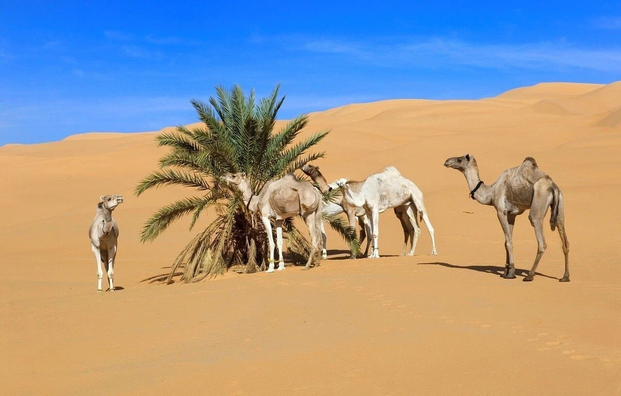 駱駝奶雖好，但這幾類人需要“淺嘗輒止”