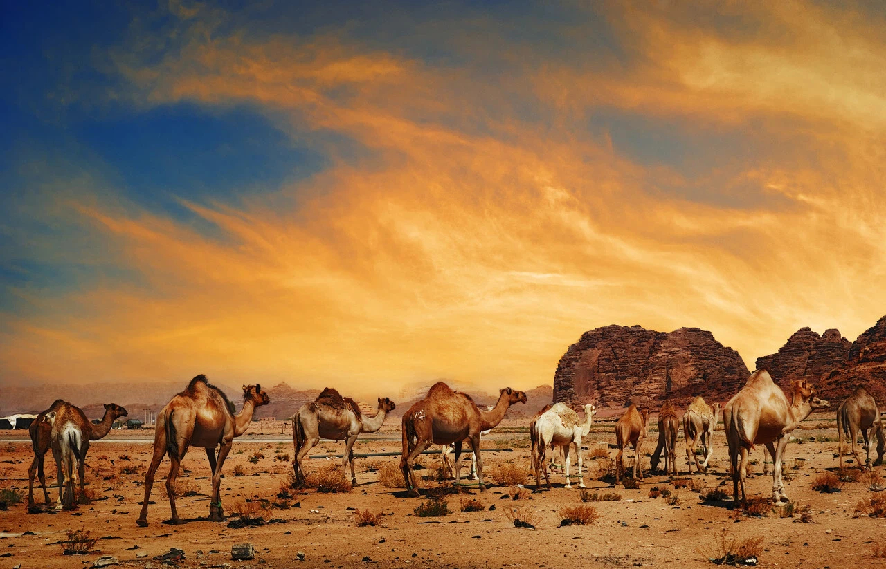 初次嘗試駱駝奶？這些小事你需要留意