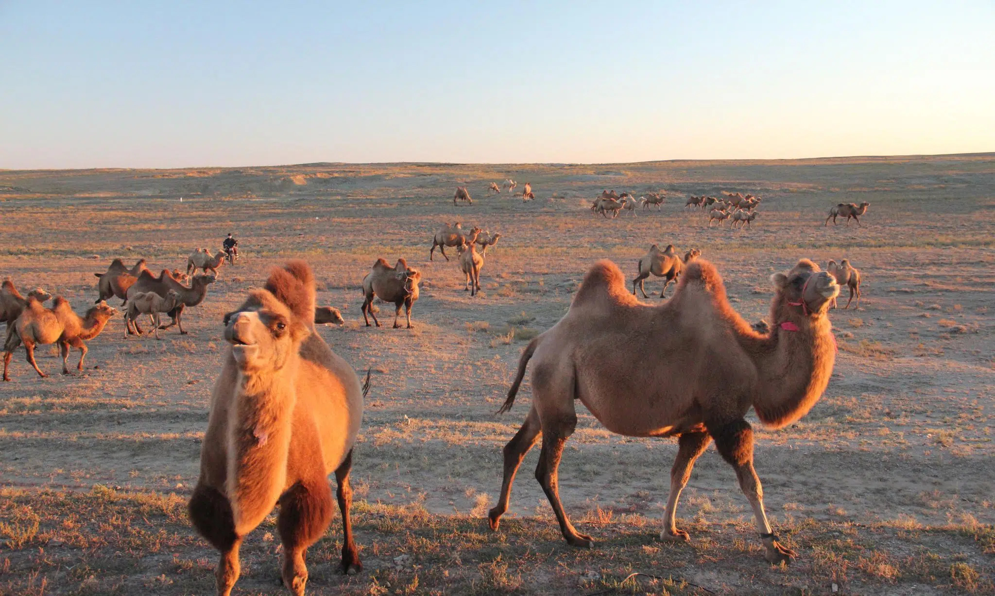 青海昆侖乳業(yè)有機(jī)純駱駝奶粉品牌官網(wǎng)
