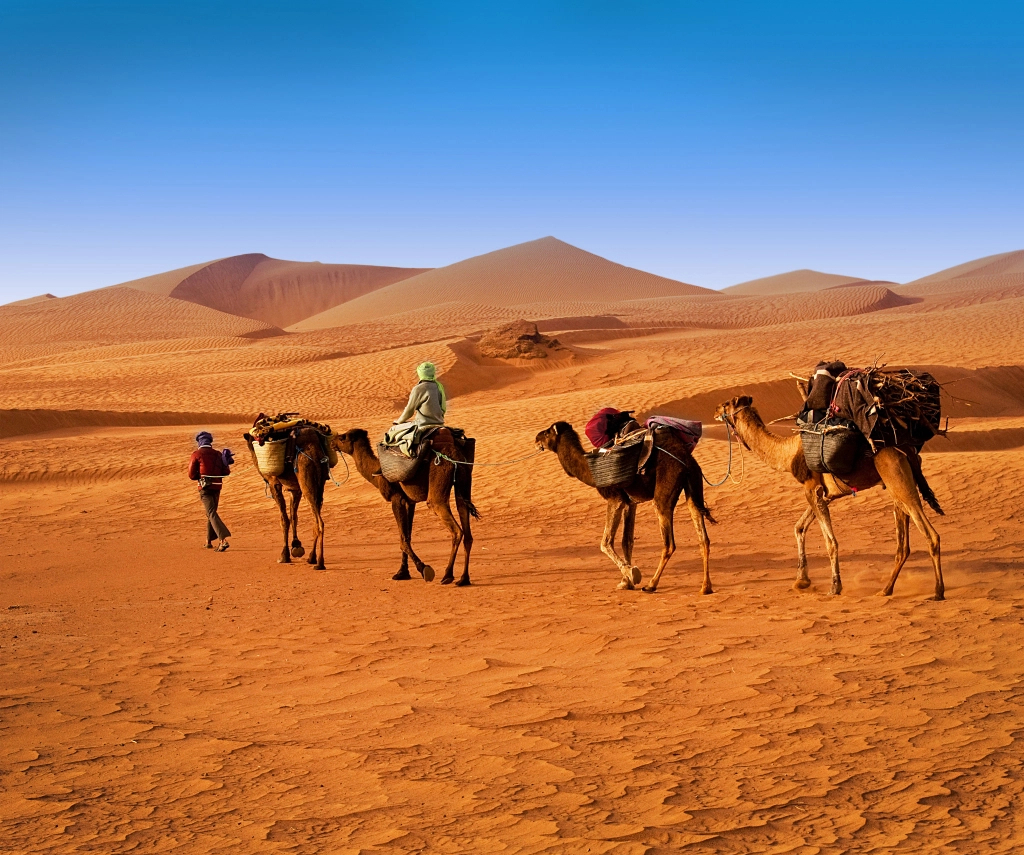 面對各種駱駝奶產(chǎn)品，如何做出你的第壹選擇？