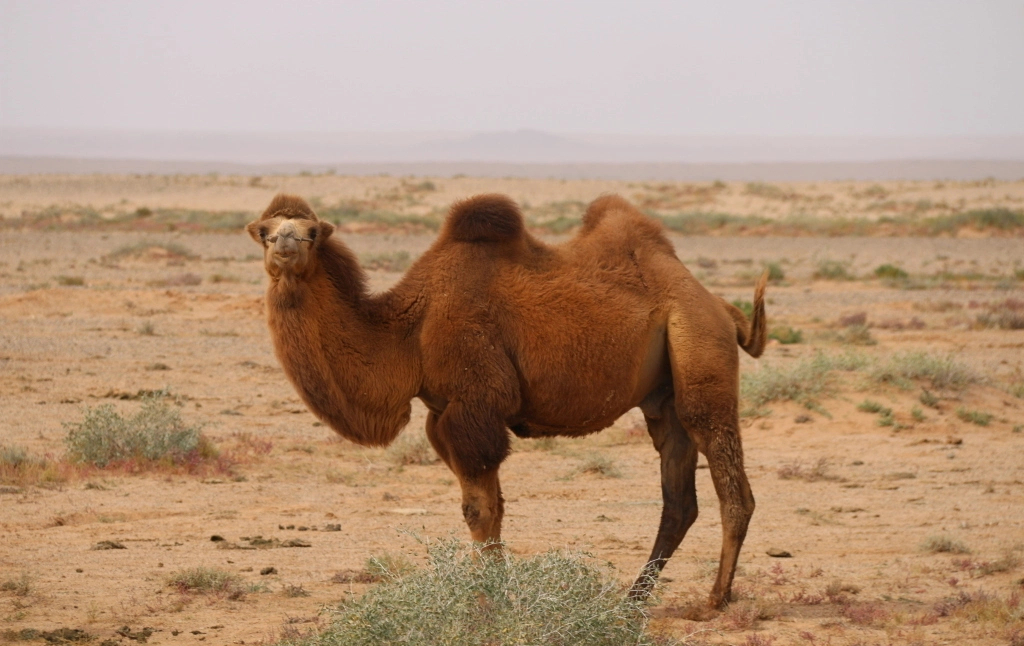 揭秘“奶中貴族”：駱駝奶憑什么成為小眾圈層的寵兒？