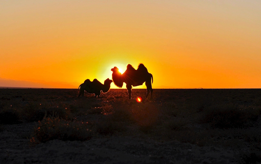青海昆侖乳業有機純駱駝奶粉品牌官網