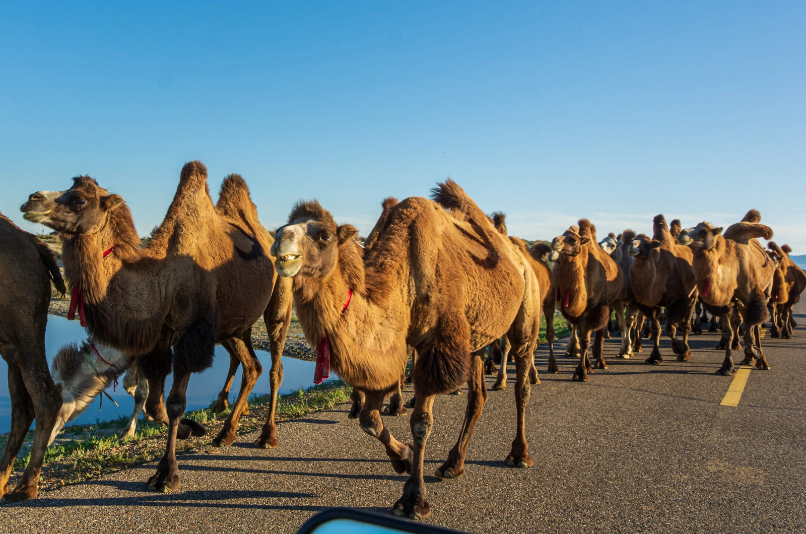 第壹口駱駝奶，竟是咸的？