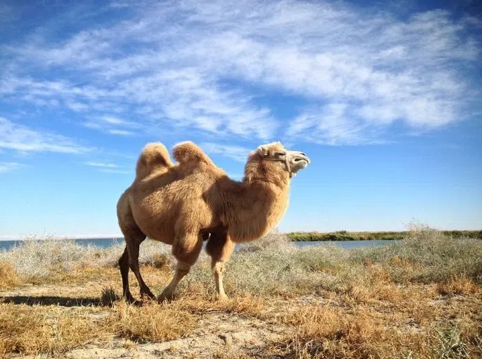 時光之乳：每年只與大地相約數(shù)月