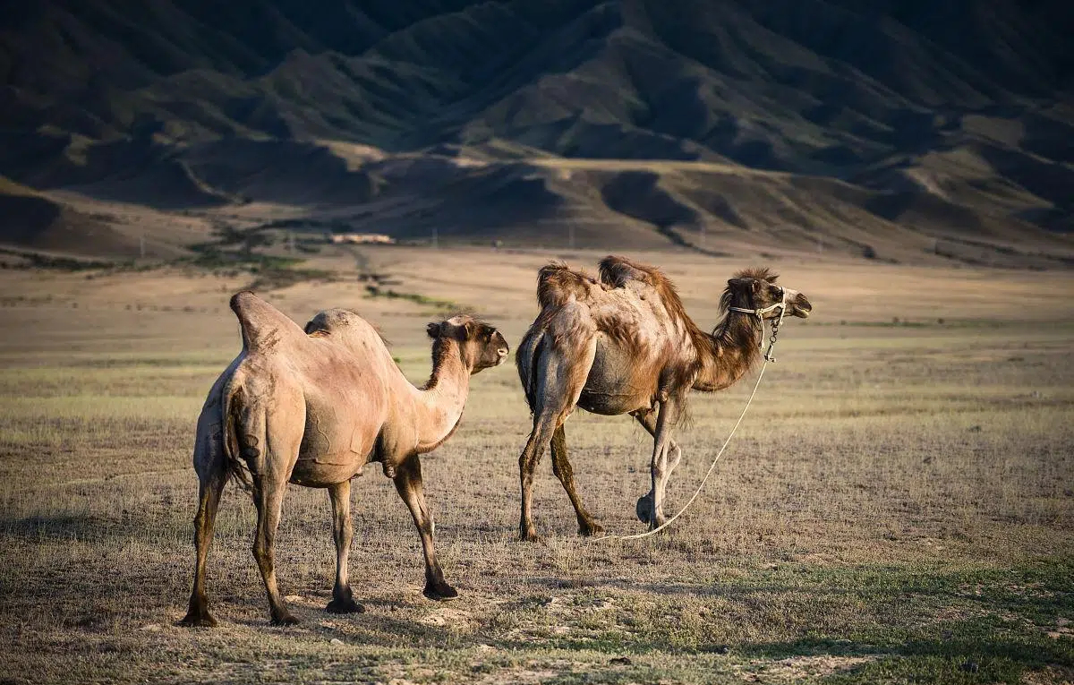 青海昆仑乳业有机纯骆驼奶粉品牌官网