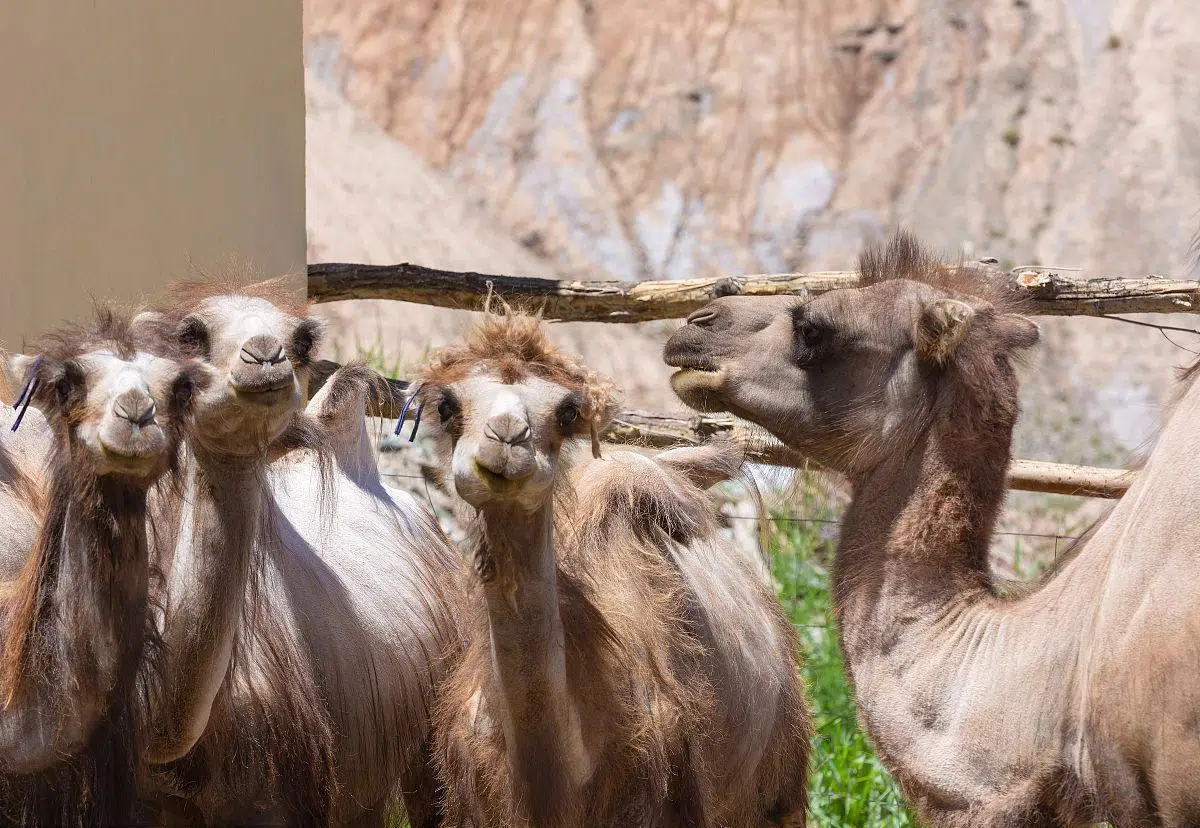 青海昆仑乳业有机纯骆驼奶粉品牌官网