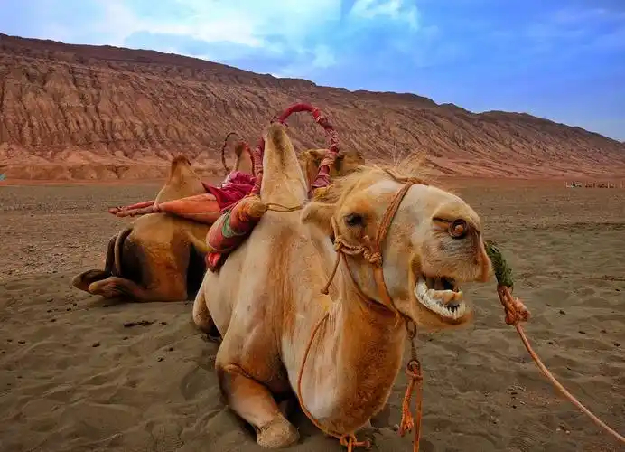 當沙漠饋贈被稀釋：辨識摻假乳制品的科學指南