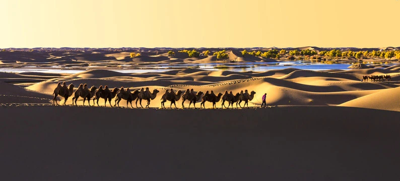 青海昆仑乳业有机纯骆驼奶粉品牌官网